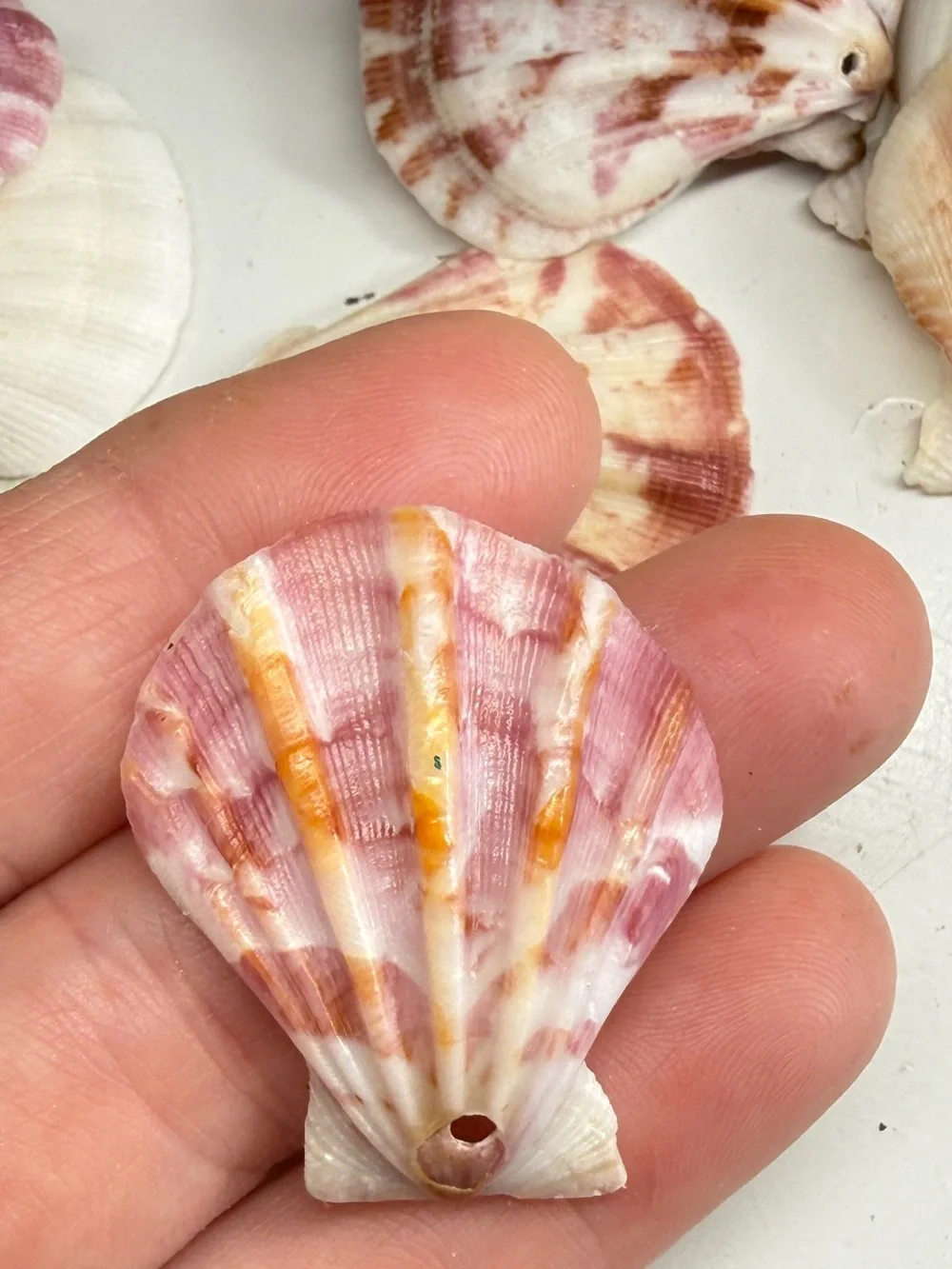 New! Natural Folded Scallops Pre Drilled Holes DIY Jewelry Making Crafting Lot